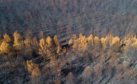 Téléchargez les photos : Les arbres brûlés après un feu de forêt par une journée ensoleillée - en image libre de droit