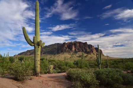 Téléchargez les photos : Les cactus dans la vallée déserte sur le fond des collines rocheuses - en image libre de droit