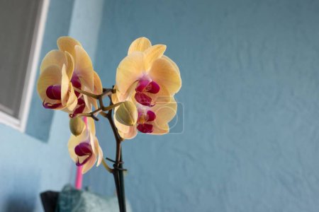 Foto de Una hermosa flor de orquídea en el fondo de una pared gris - Imagen libre de derechos