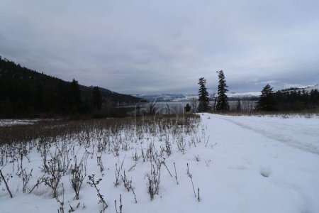 Foto de Un paisaje invernal en el parque provincial de Kalamalka con suelo nevado, fondo de cielo en blanco - Imagen libre de derechos