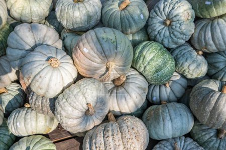 Photo for A pile of white pumpkins under the rays of the sun - Royalty Free Image