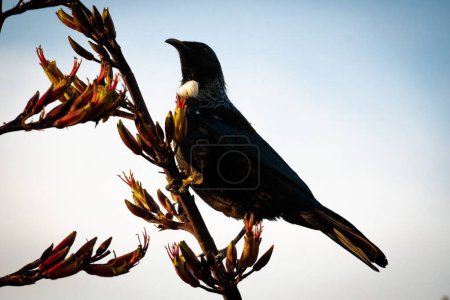 Photo for A Tui bird sitting on a branch with dried leaves against blue sky - Royalty Free Image
