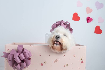 Photo for A cute white dog in the gift box with hearts on the wall in the studio - Royalty Free Image