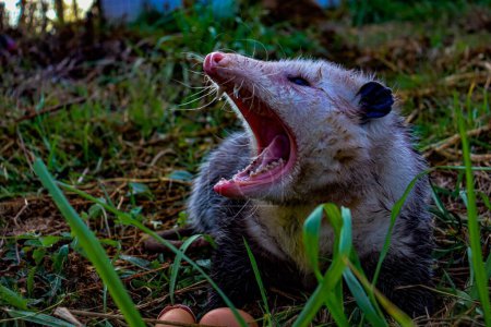 Photo for A closeup shot of a possum with its mouth wide open in a green field - Royalty Free Image