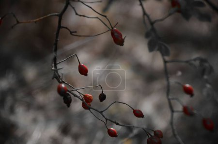 Photo for A selective focus of dried rose hips in a forest with a dark blurry background - Royalty Free Image