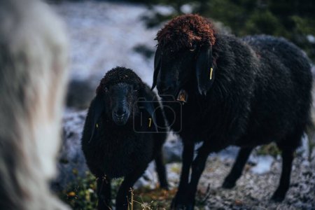 Photo for The black Romanov sheep on the gravel road - Royalty Free Image