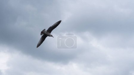 Téléchargez les photos : Une vue d'oiseau solitaire s'envole dans le ciel sombre - en image libre de droit