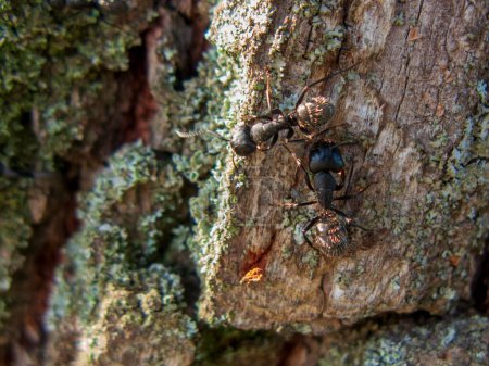 Photo for A macro shot of ants on a mossy tree bark - Royalty Free Image
