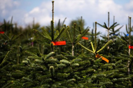 Foto de Una vista de cerca de un árbol de Navidad verde con ramas puntiagudas a la luz del día - Imagen libre de derechos