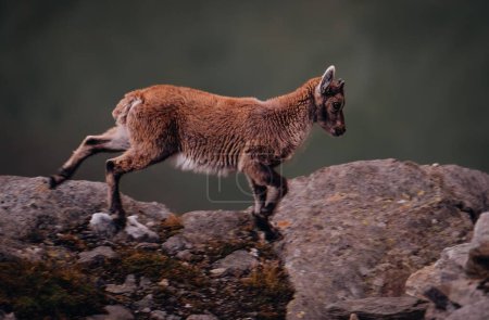 Téléchargez les photos : Une focalisation sélective d'un bébé bouquetin alpin (Capra ibex) sur la course sur les rochers - en image libre de droit