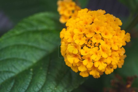 Photo for A Closeup of lantana camara flowers - Royalty Free Image
