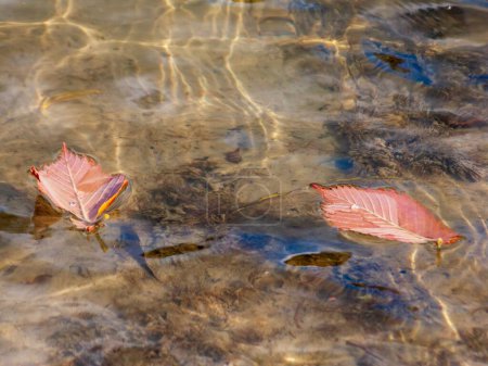 Foto de Las hojas secas de otoño en la superficie del agua del lago - Imagen libre de derechos