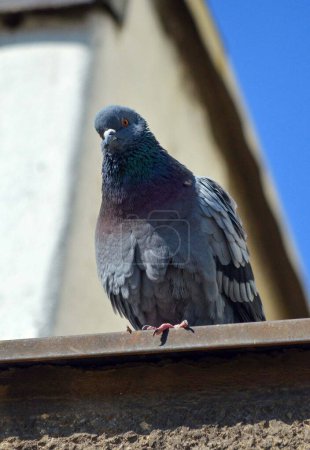 Téléchargez les photos : Plan vertical d'un pigeon domestique (Columba livia domestica)) - en image libre de droit