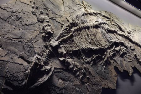 Foto de Un primer plano de un fósil de dinosaurio en un museo - Imagen libre de derechos