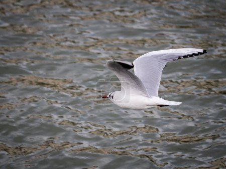 Foto de Un primer plano de las aves marinas Laridae volando sobre el mar - Imagen libre de derechos
