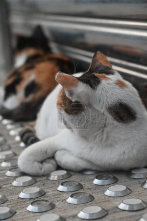 Téléchargez les photos : Un plan vertical de chats couchés dans la rue - en image libre de droit