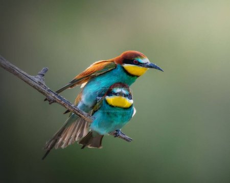 Photo for A closeup shot of European bee eaters mating on a perch with a blurred background - Royalty Free Image