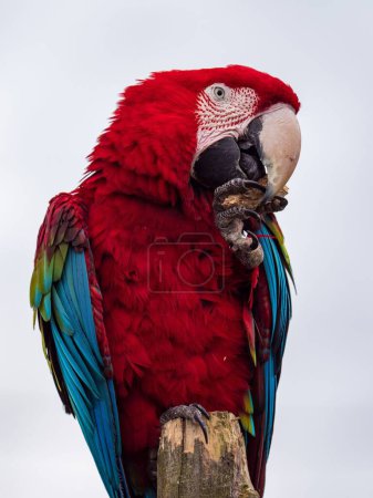 Téléchargez les photos : Un plan vertical d'un beau perroquet coloré - en image libre de droit