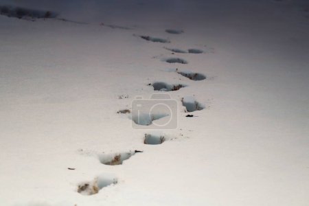 Téléchargez les photos : Un pas d'animal dans la neige - en image libre de droit