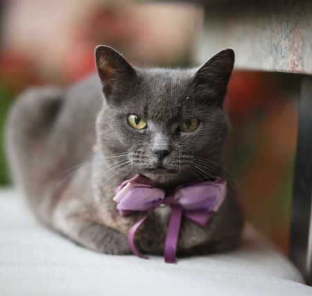 Téléchargez les photos : Portrait d'un beau housecat de race pure avec col violet dentelle sur une table - en image libre de droit