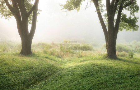 Foto de Una vista panorámica de un árbol verde en Champions Park en Louisville, Kentucky en un amanecer nublado - Imagen libre de derechos