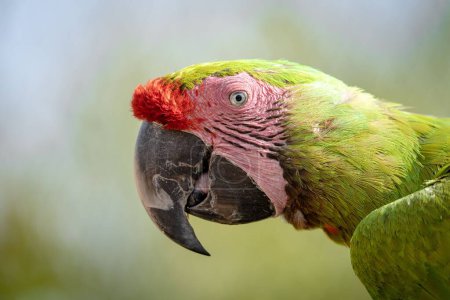 Téléchargez les photos : Un gros plan de la tête de perroquet Ara en arrière-plan flou - en image libre de droit