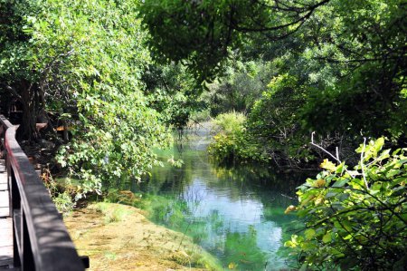Foto de Una hermosa zona forestal en el Parque Nacional de Krka, Croacia, con un río rodeado de exuberantes árboles - Imagen libre de derechos
