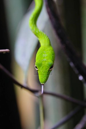 Foto de Un primer plano de detalle de la serpiente Ahaetulla prasina verde brillante sobre fondo borroso oscuro - Imagen libre de derechos