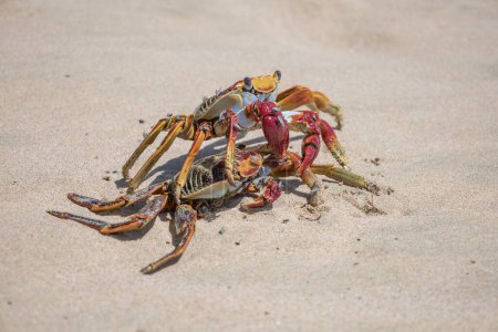 Photo for A closeup of Grapsus grapsus, two red rock crabs on the sand. - Royalty Free Image