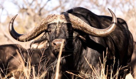 Un primer plano de un búfalo africano en una sabana en un día soleado