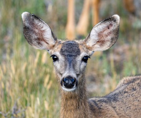 Photo for The portrait of a Columbian black-tailed deer looking straight - Royalty Free Image