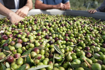 Photo for A partial view of people resting their hands on the container full of the fresh olive harvest - Royalty Free Image