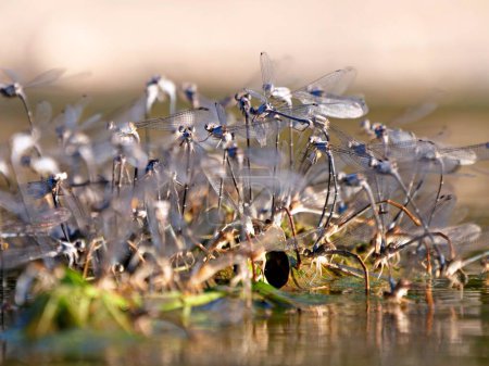 Téléchargez les photos : Un gros plan de fleurs sur la rive du lac - en image libre de droit