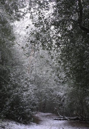 Téléchargez les photos : Un plan vertical d'arbres au parc enneigé Sutton à Birmingham par une journée froide - en image libre de droit