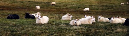 Foto de Una vista aérea del rebaño de ovejas que yacen en el campo - Imagen libre de derechos