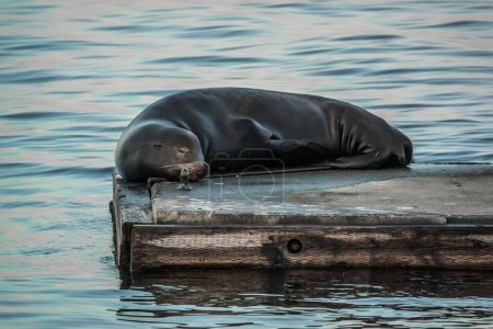 Téléchargez les photos : Une jolie otarie dormant sur un quai sur l'île de Vancouver pendant la journée - en image libre de droit