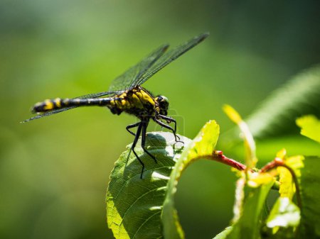 Téléchargez les photos : Gros plan d'une libellule jaune sur une feuille verte - en image libre de droit