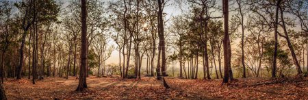 Foto de Panorama de árboles otoñales al atardecer en el Parque Nacional Phu Phan Sakon Nakhon Province Tailandia - Imagen libre de derechos