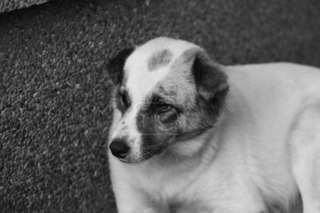 Photo for A black and white closeup of a cute puppy in the street - Royalty Free Image