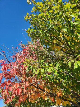 Foto de Un plano vertical de las hojas coloridas del árbol - Imagen libre de derechos