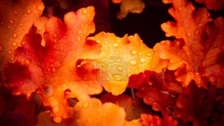 Foto de Un primer plano de gotas de lluvia en hojas de arce de color naranja amarillento en otoño hermoso fondo de pantalla - Imagen libre de derechos
