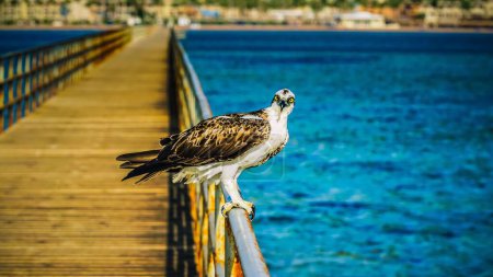 Photo for An osprey perched on a wooden bridge. - Royalty Free Image