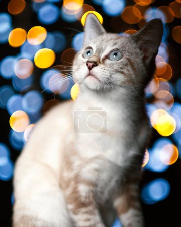 Photo for A cat against bokeh lights background - Royalty Free Image