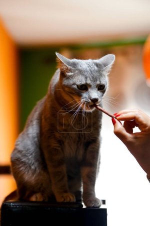 Photo for A vertical shot of the owner hand-feeding her American Shorthair cat at home on the blurred background - Royalty Free Image