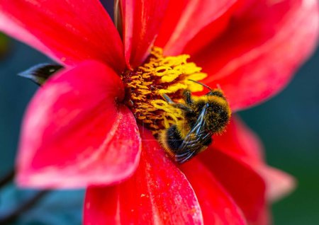 Foto de Un primer plano de un abejorro en una flor roja - Imagen libre de derechos