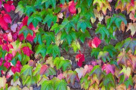 Foto de Amarillo, naranja, rojo y marrón. En otoño de los árboles, las hojas cambian de color en otoño. - Imagen libre de derechos