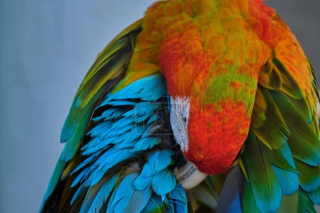 Téléchargez les photos : Gros plan d'un perroquet exotique à aras bleu-orange sur fond flou - en image libre de droit