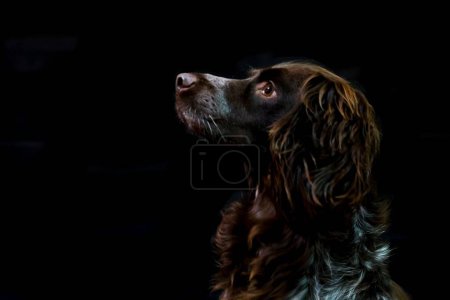 Photo for A cute brown Boykin Spaniel with big ears sitting against the dark black background - Royalty Free Image