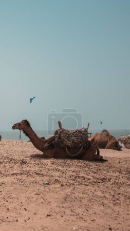 Photo for A vertical shot of a camel with a saddle resting on a beach under the blue sky - Royalty Free Image
