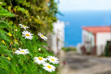 Photo for A closeup shot of white daisy flowers growing on the street in daylight on a blurred background - Royalty Free Image